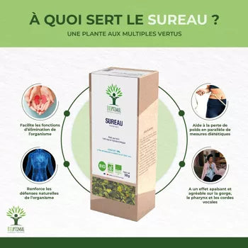 Ekologisk Fläderblom – Sambucus nigra L