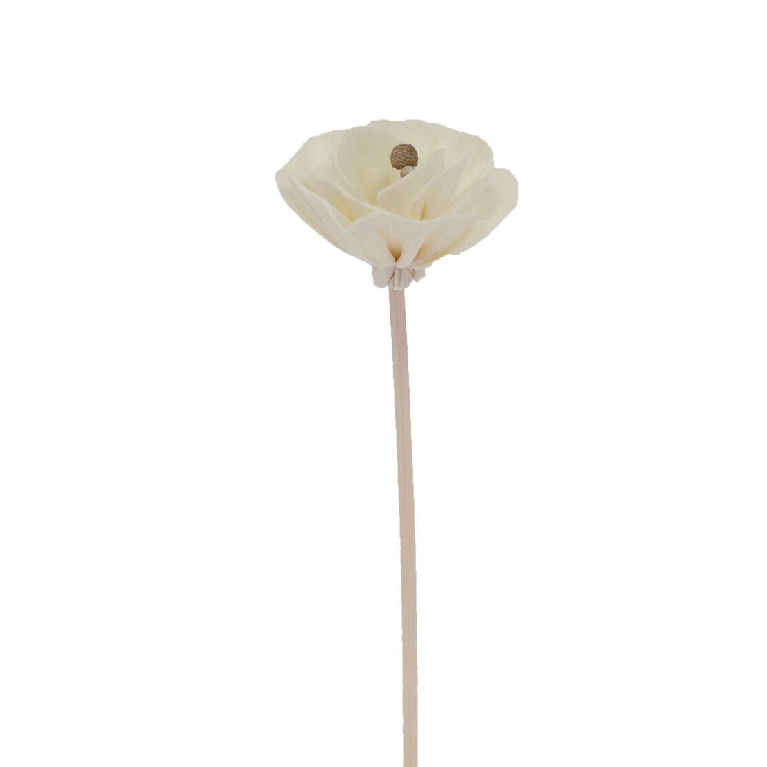 Kinesisk pionblomma